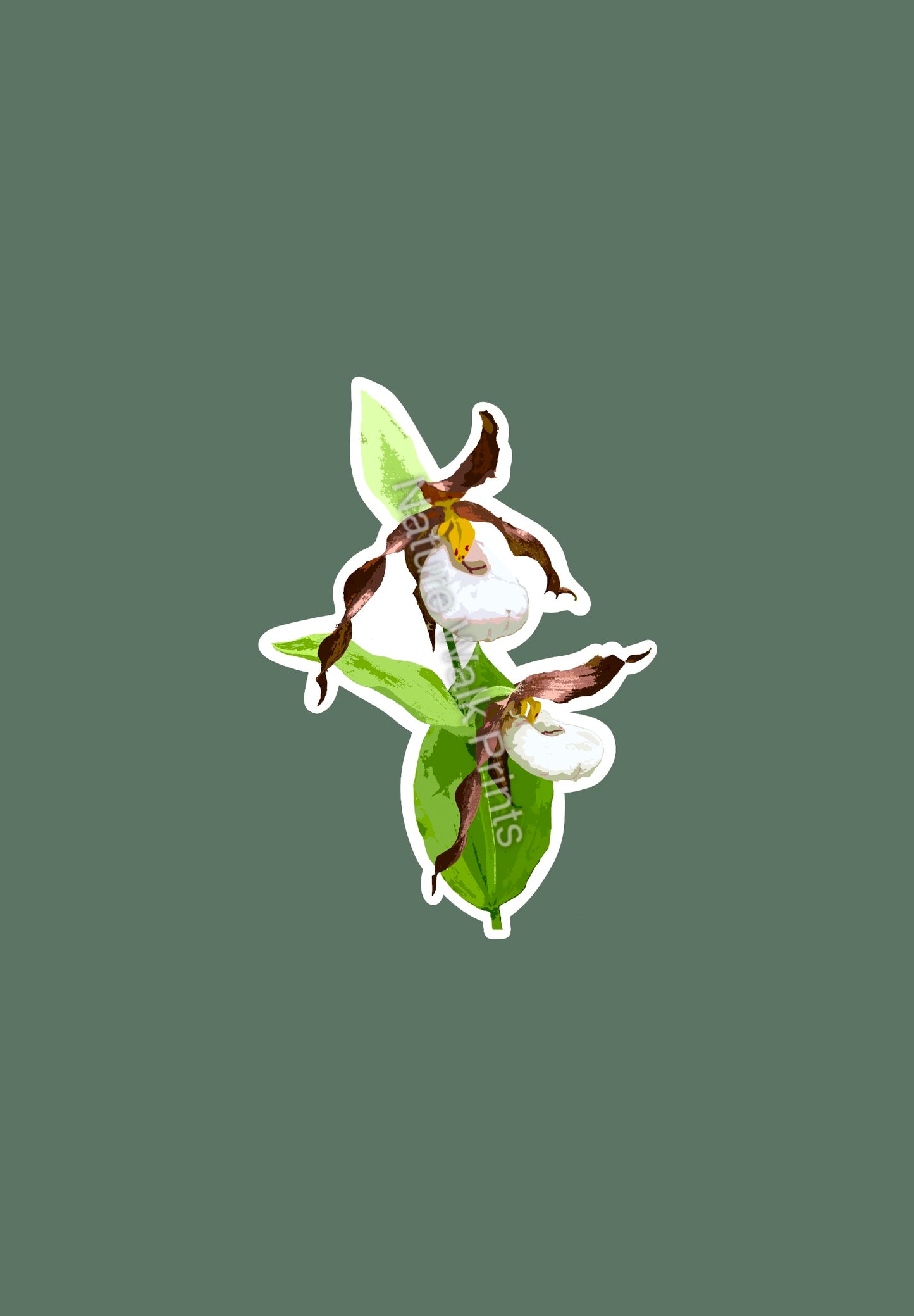 Lady's Slipper Sticker