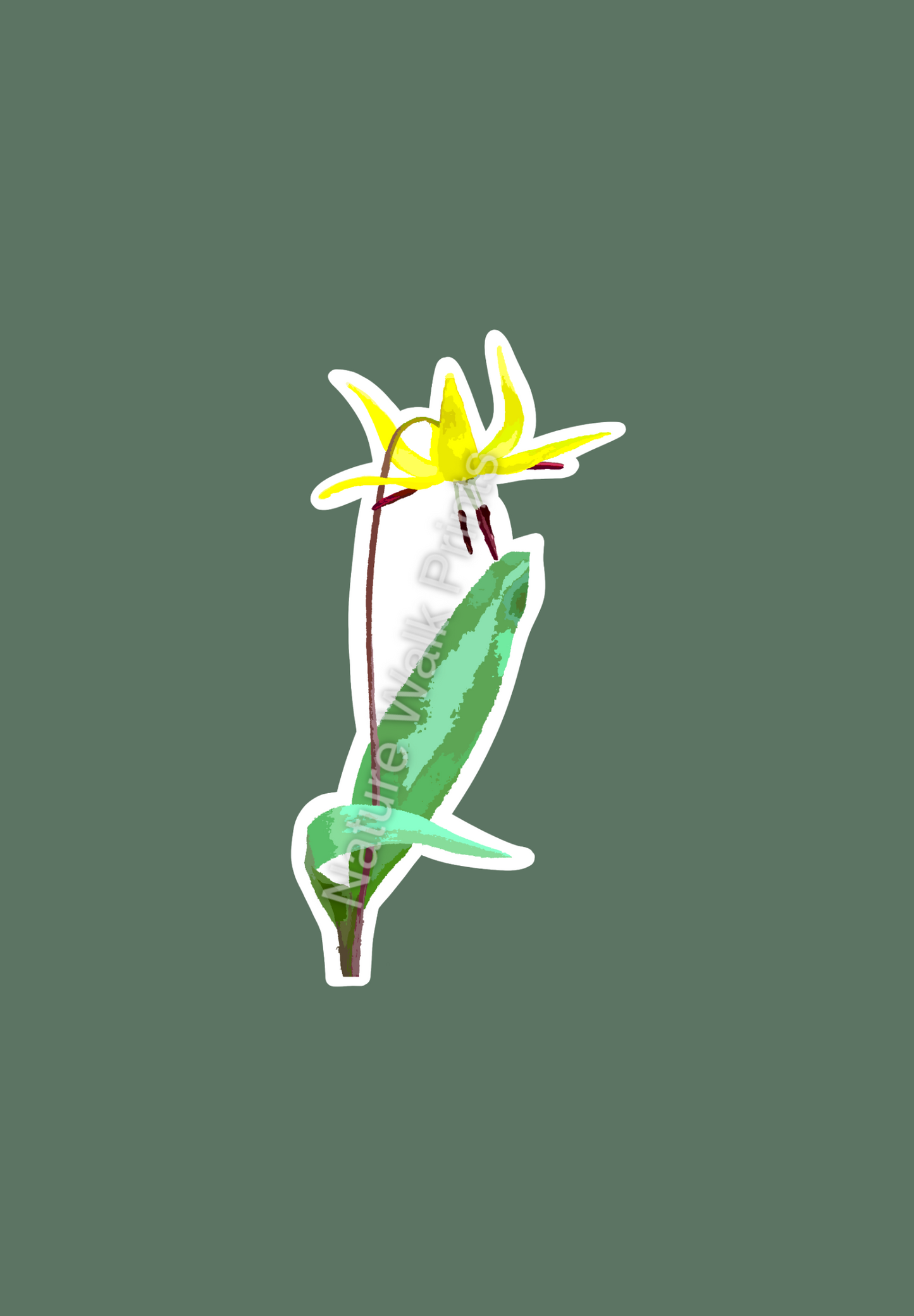Glacier Lily Sticker