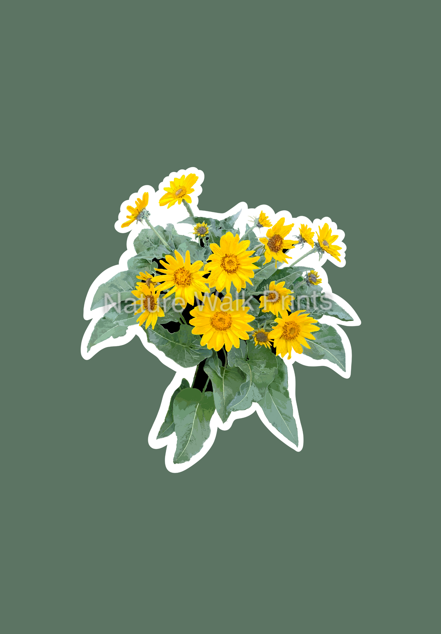 Balsam Root Sticker